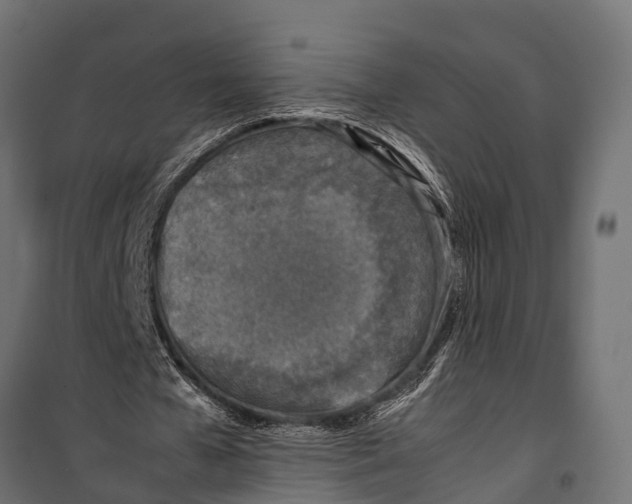 X0000099930577200806201059