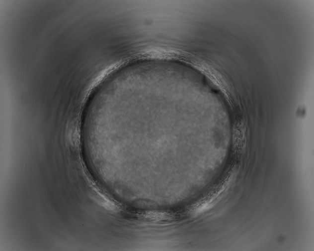 X0000099930581200806201059