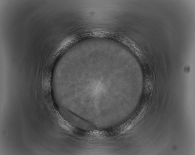 X0000099930585200806201059