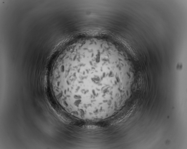 X0000099930590200806201059