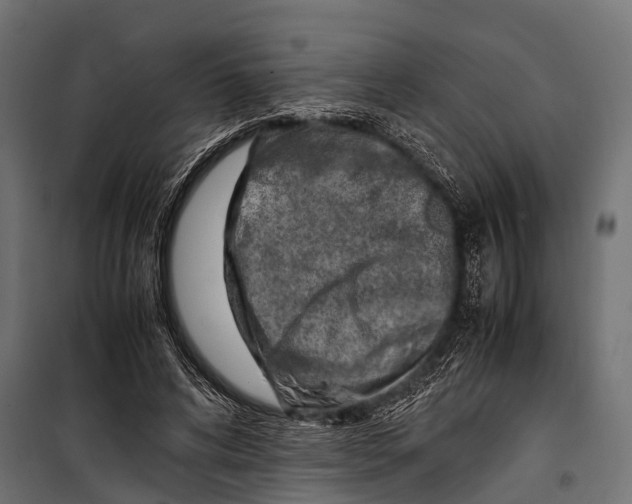 X0000099930592200806201059