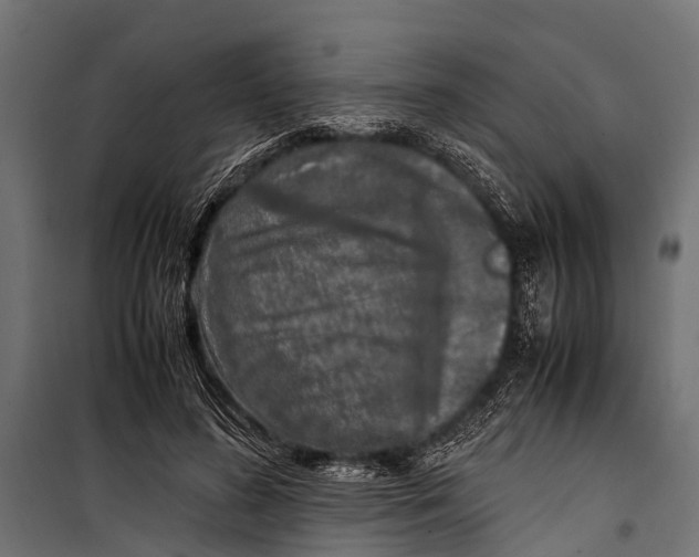 X0000099930596200806201059