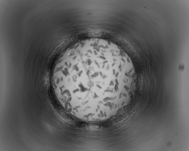 X0000099930598200806201059