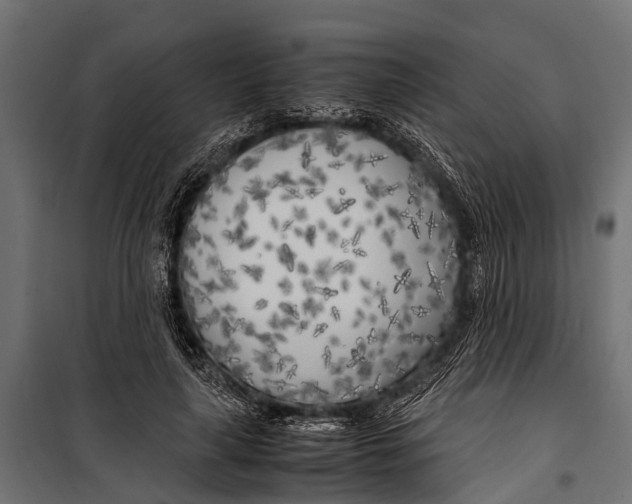 X0000099930643200806201058