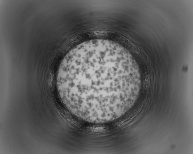 X0000099930651200806201058