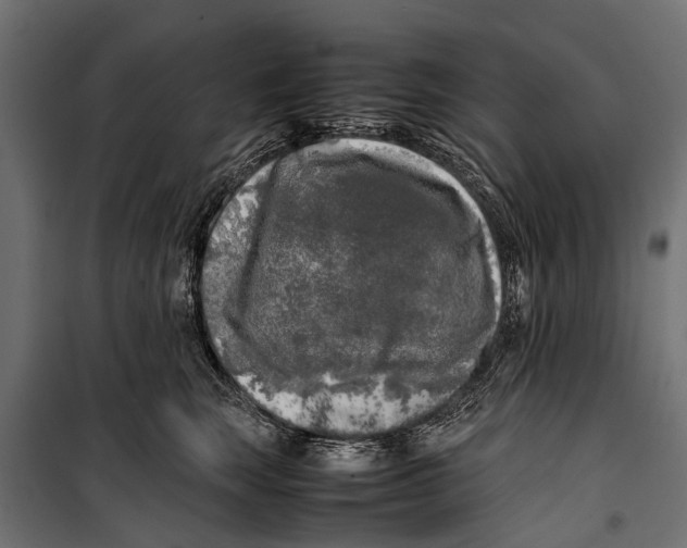 X0000099930663200806201058