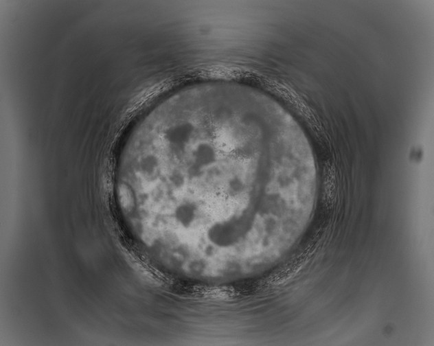 X0000099930683200806201057