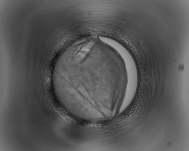 X0000099930691200806201057