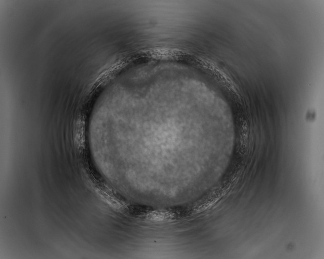 X0000099930696200806201057