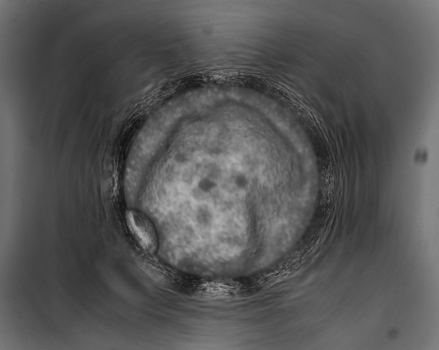 X0000099930703200806201057