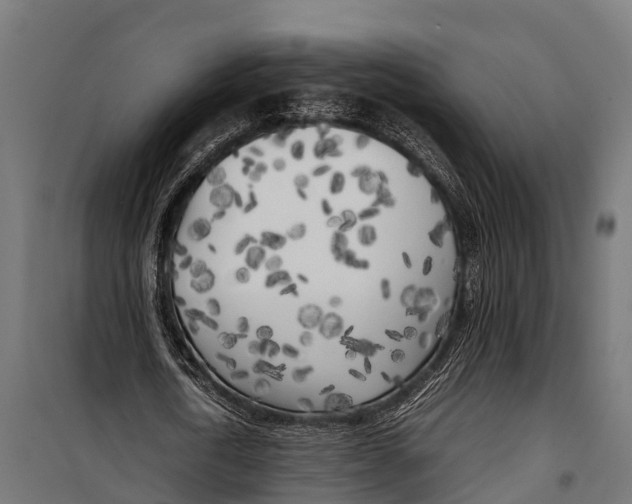 X0000099930722200806201056