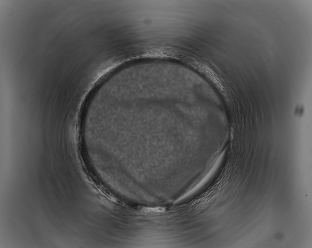 X0000099930724200806201056