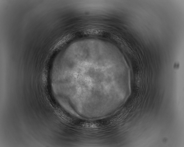 X0000099930735200806201056