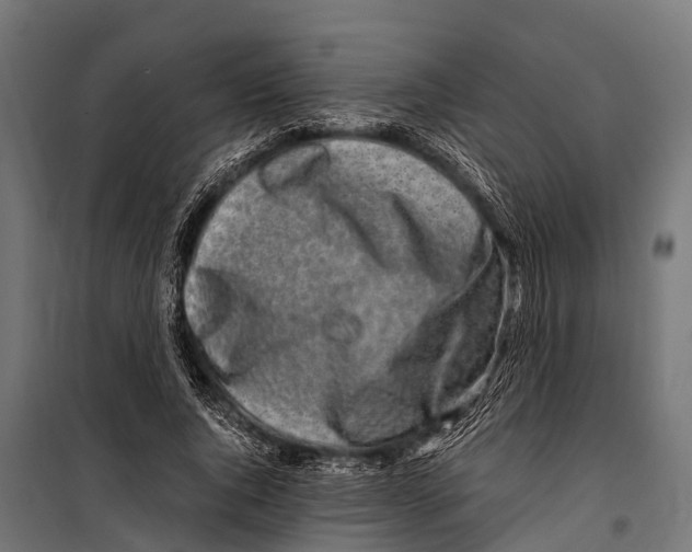 X0000099930736200806201056