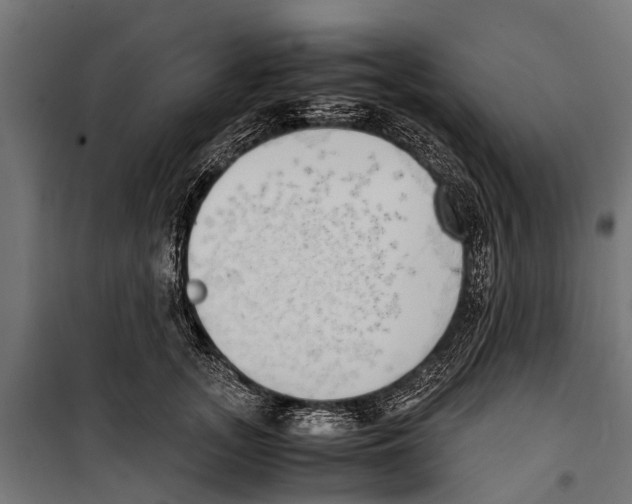 X0000099930755200806201057