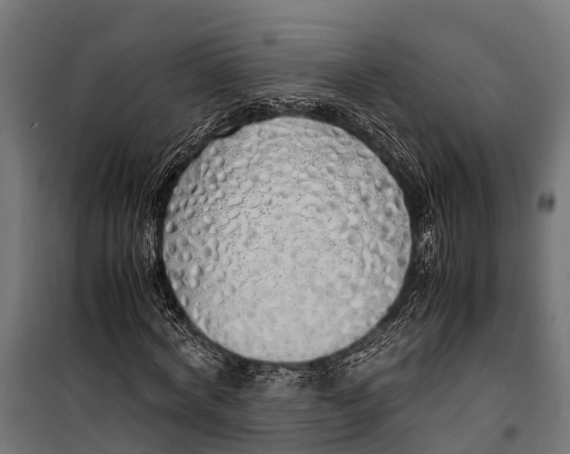 X0000099930772200806201056