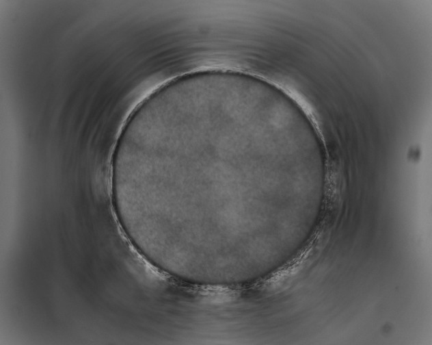 X0000099930807200806201056