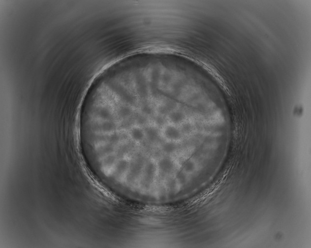 X0000099930840200806201055