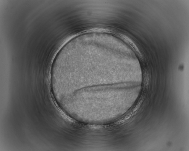 X0000099930852200806201055