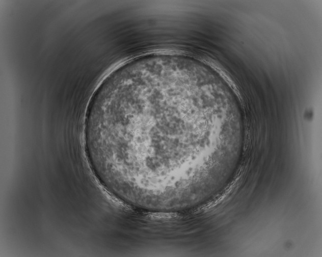 X0000099930853200806201055