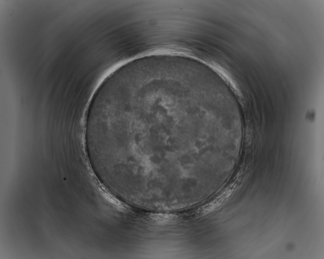 X0000099930854200806201055