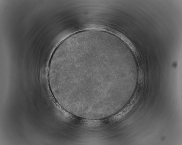 X0000099930856200806201055