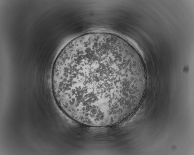 X0000099930863200806201055