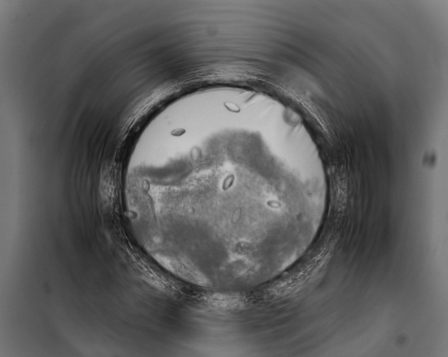 X0000099930874200806201054