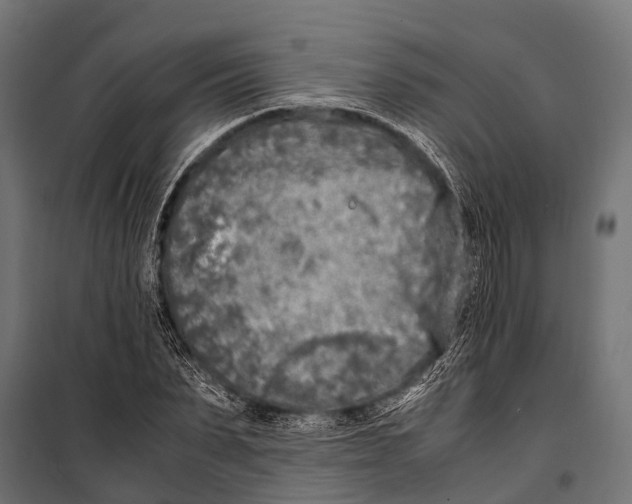 X0000099930879200806201054