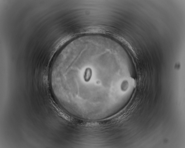 X0000099930882200806201054