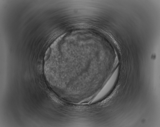 X0000099930889200806201054