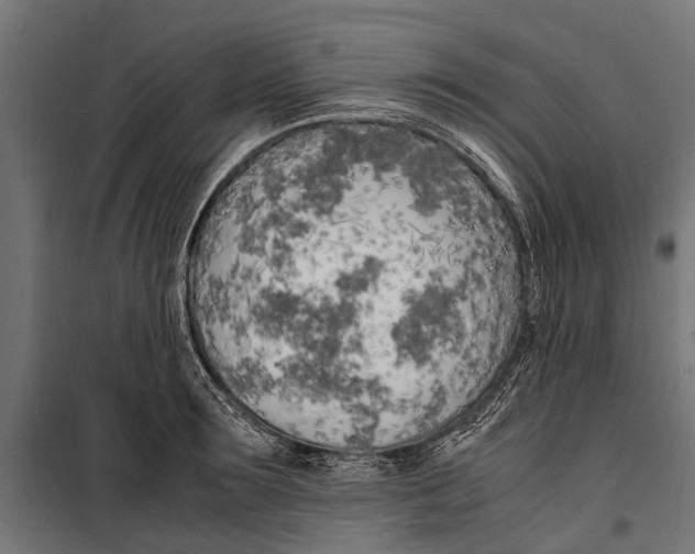 X0000099930899200806201054