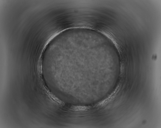 X0000099930925200806201053