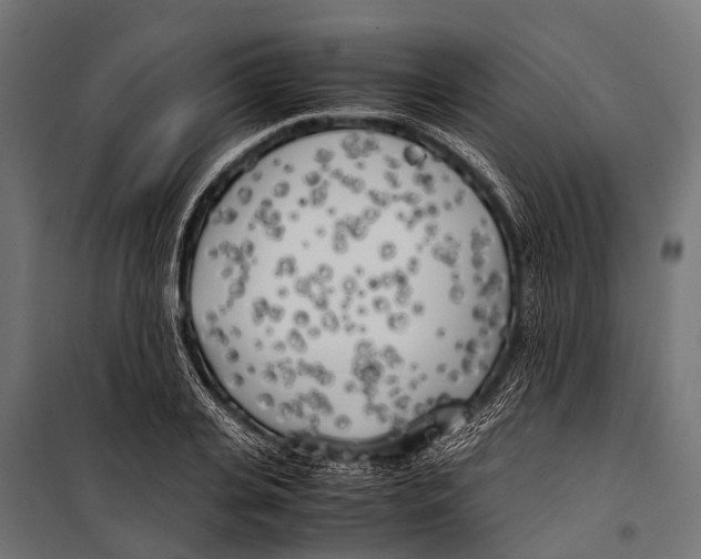 X0000099930935200806201053