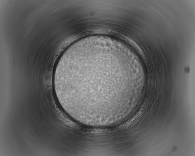 X0000099930938200806201053