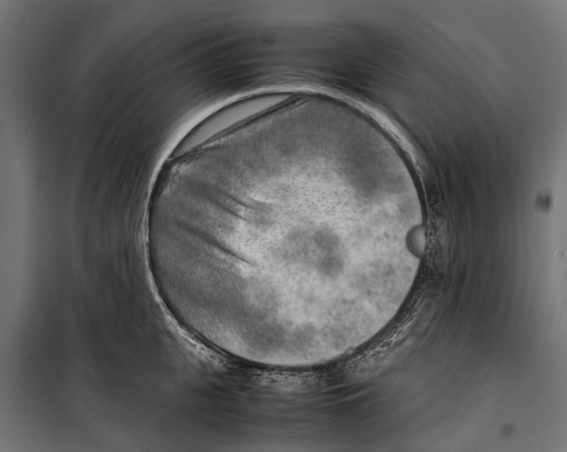 X0000099930951200806201054