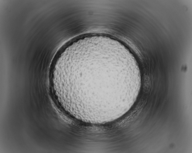 X0000099930980200806201053