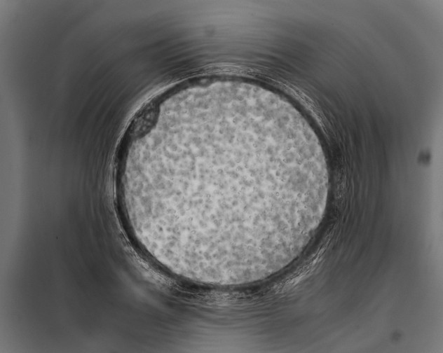 X0000099930987200806201053