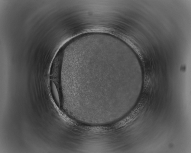 X0000099930988200806201053