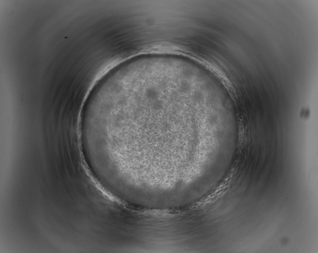 X0000099930990200806201052