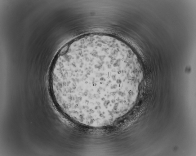 X0000099930991200806201052