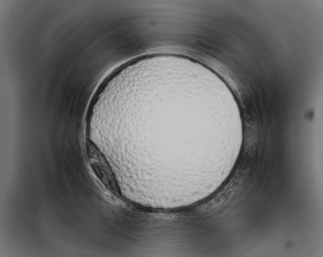 X0000099930996200806201052