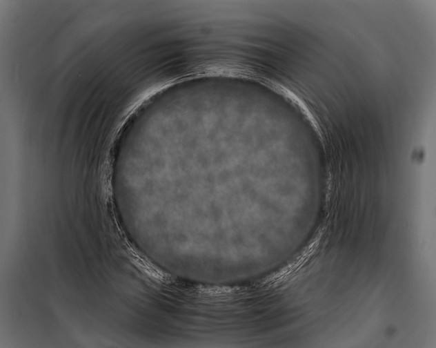 X0000099931019200806201052