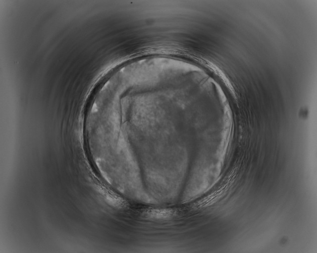 X0000099931035200806201052