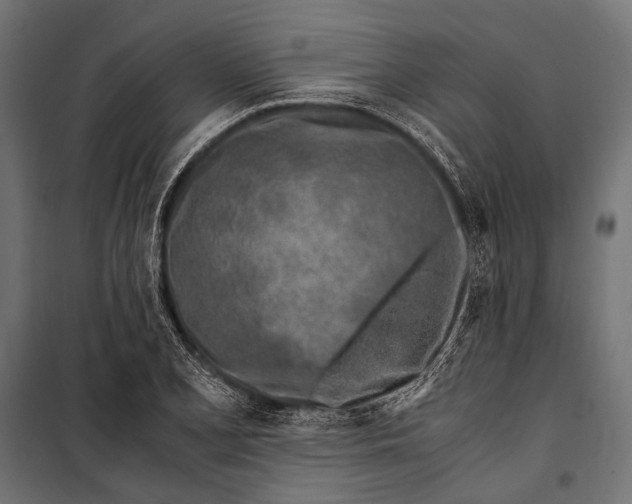 X0000099931077200806201051