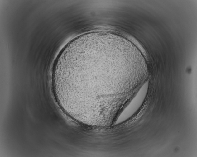 X0000099931099200806201051