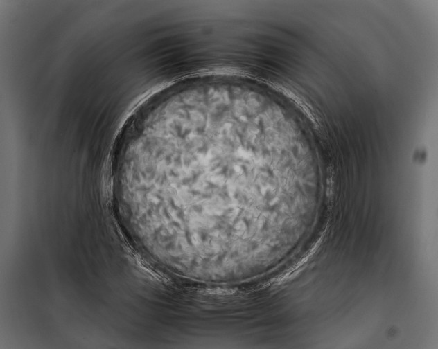 X0000099931117200806201050