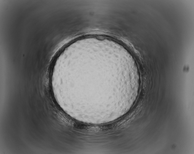 X0000099931167200806201050