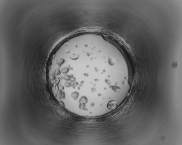 X0000099931174200806201050