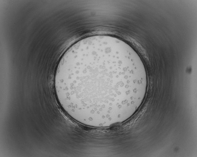 X0000099931185200806201050